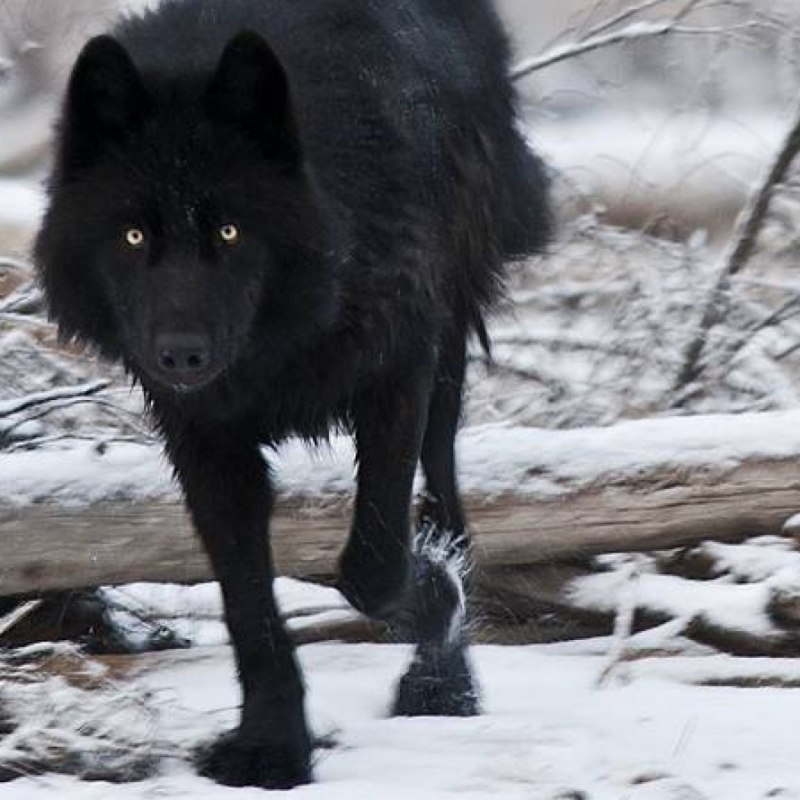 Канадский черный Бизоний волк