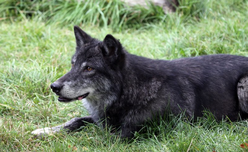 Волкособ вольфхунд