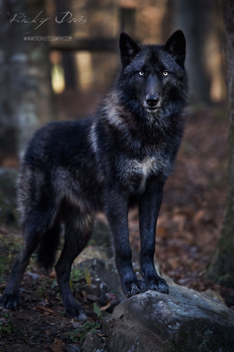 Канадский Бизоний волк