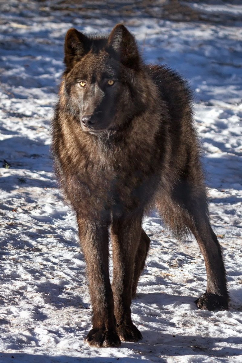Черный Аляскинский волк