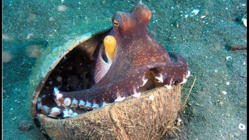 Жилище осьминога