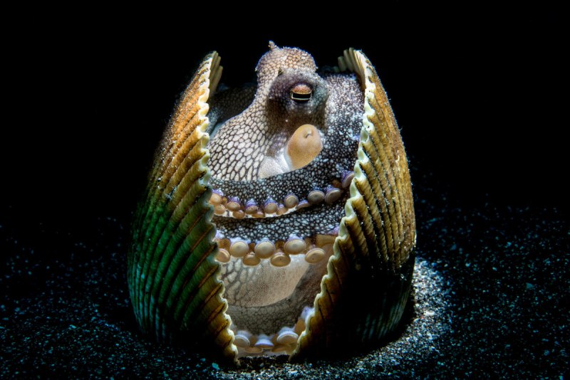 Осьминог в раковине