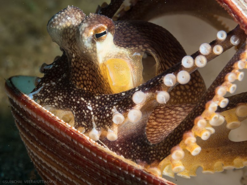 Осьминог в кокосе