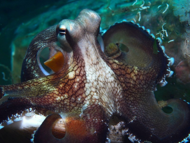 Amphioctopus marginatus