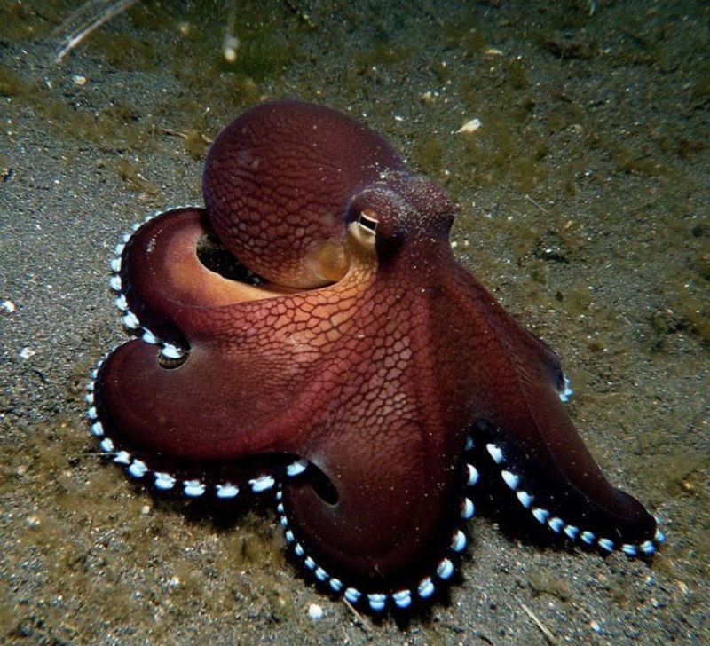 Двужаберные головоногие моллюски