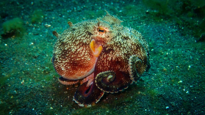 Кокосовый осьминог самец