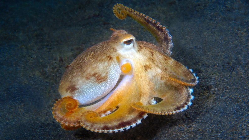 Осьминог в кокосе