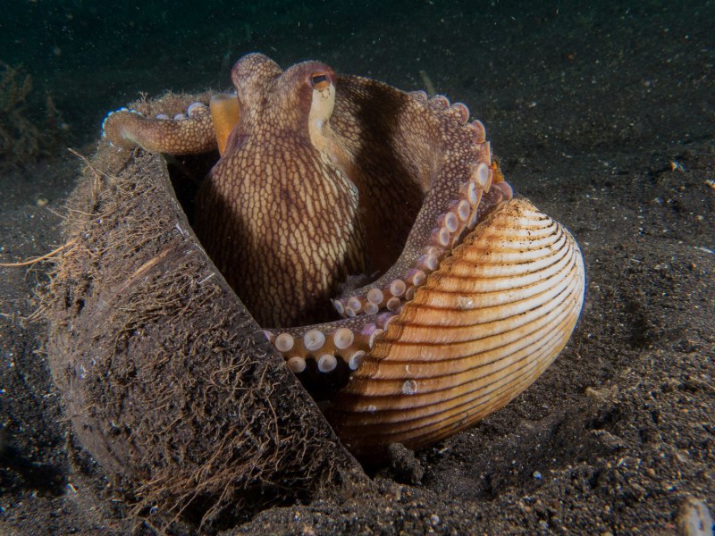 Кокосовый осьминог ареал