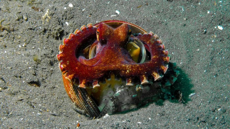 Amphioctopus marginatus