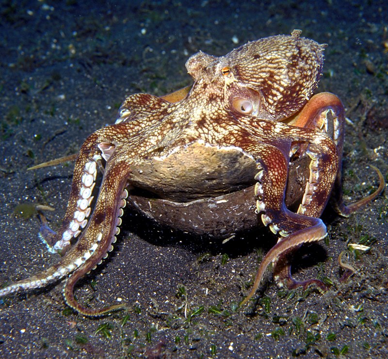 Осьминог Octopus vulgaris