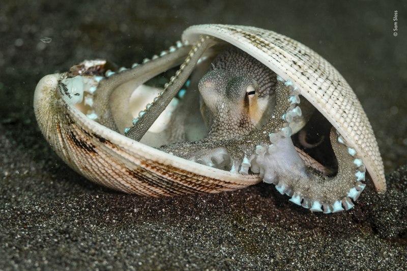 Осьминог несет Кокос