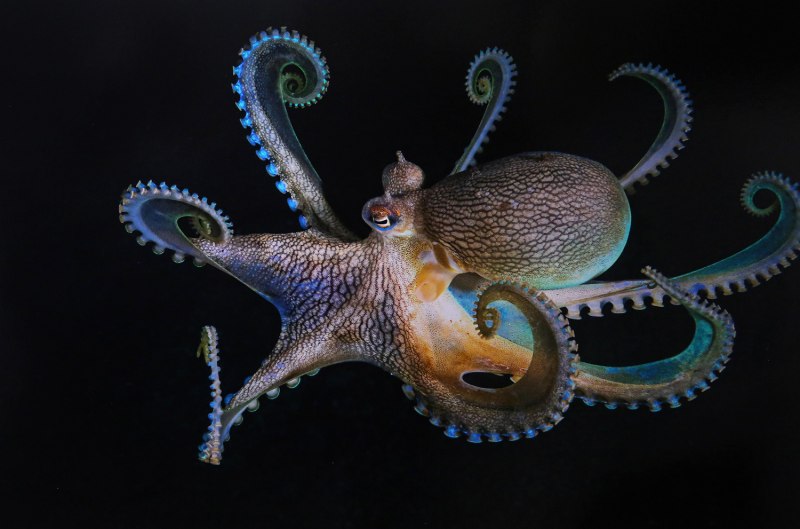 Экзотический осьминог