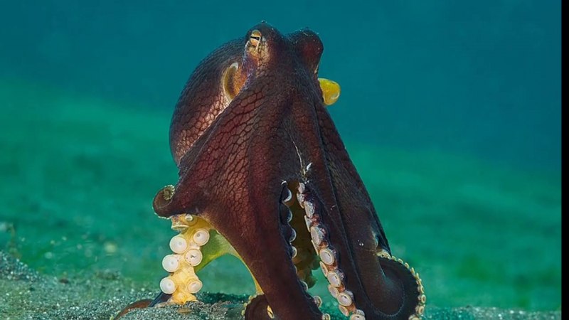 Осьминог в океанариуме