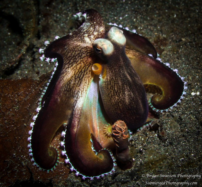 Осьминог в кокосе