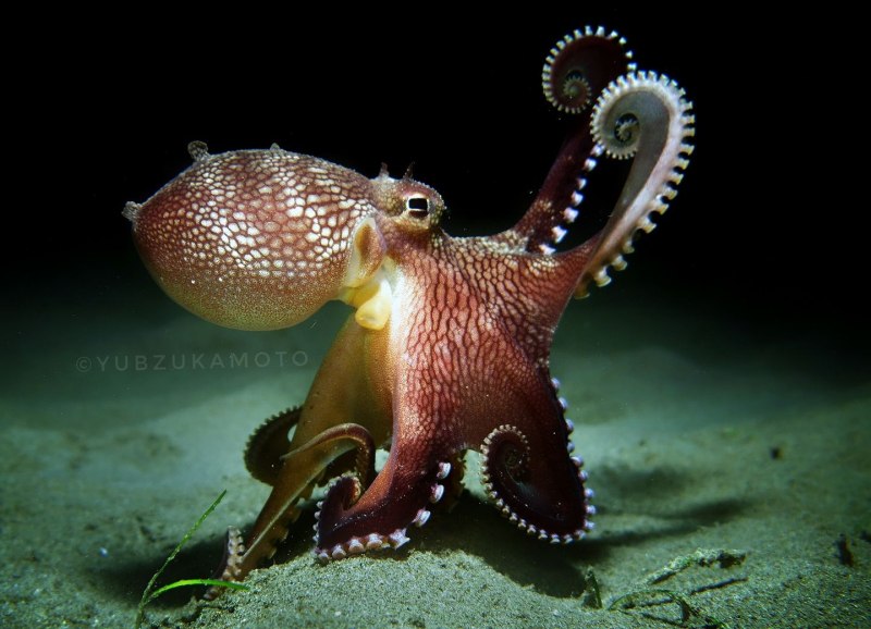 Строение кокосового осьминога