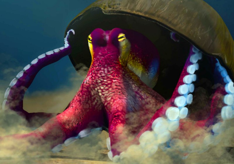 Спрут головоногий моллюск