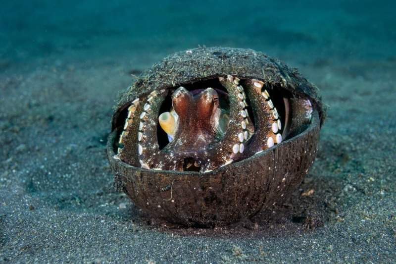 Осьминог в кокосе