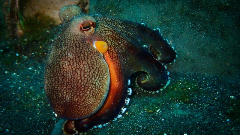 Чернила осьминога