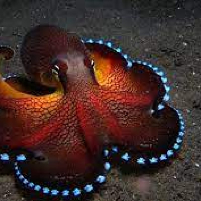 Осьминог гуашью