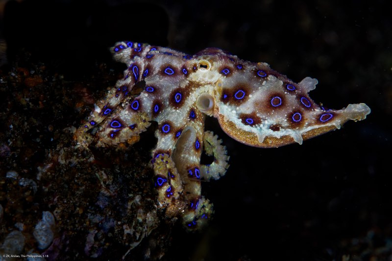 Осьминог меняет цвет