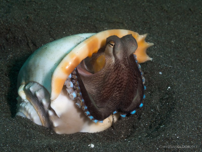 Осьминог оракул Пауль