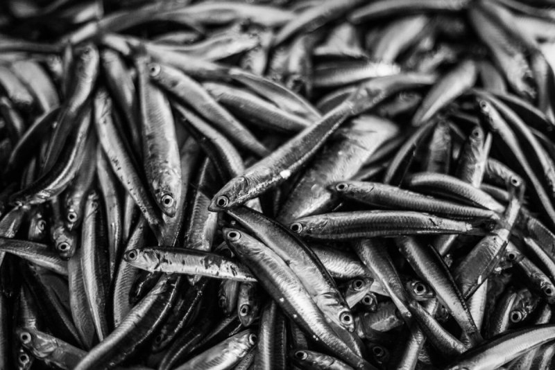 Европейский анчоус Хамса