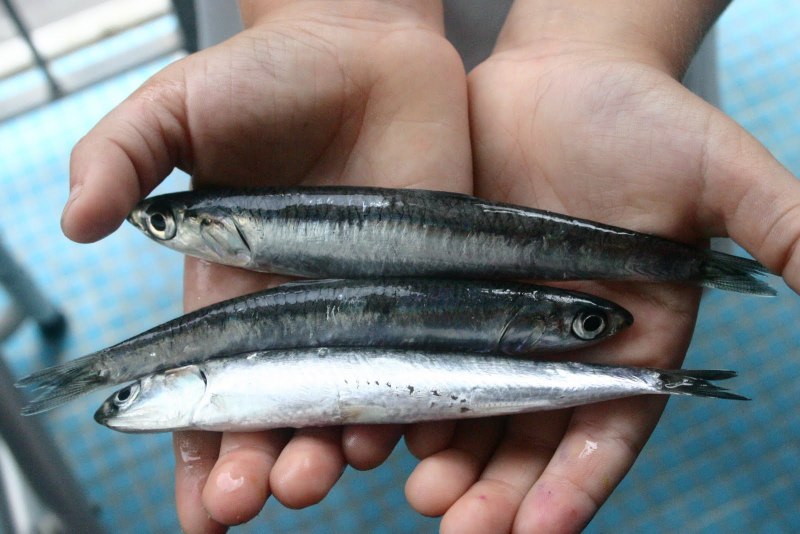 Анчоусы и килька Хамса