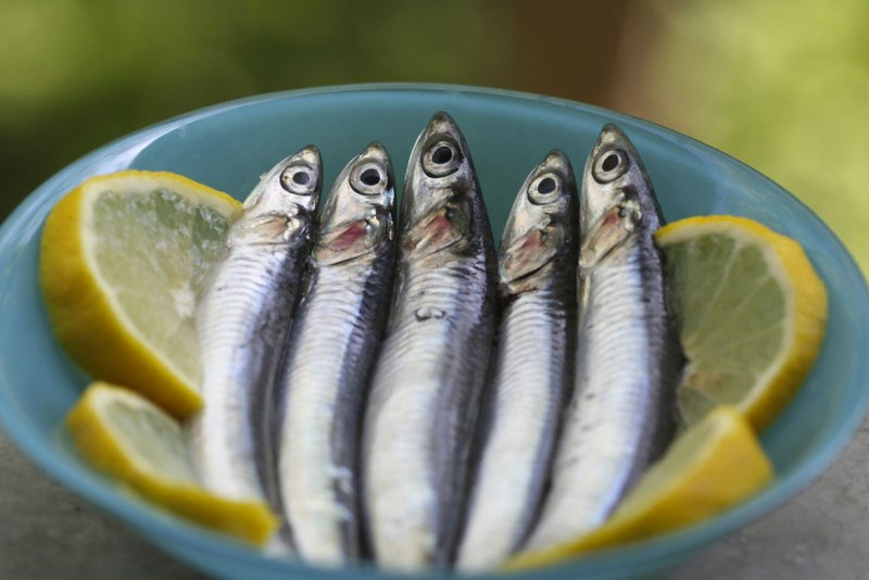 Рыба сардина анчоус