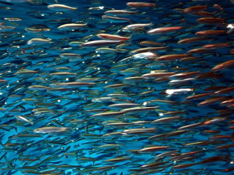 Морская рыбка анчоус