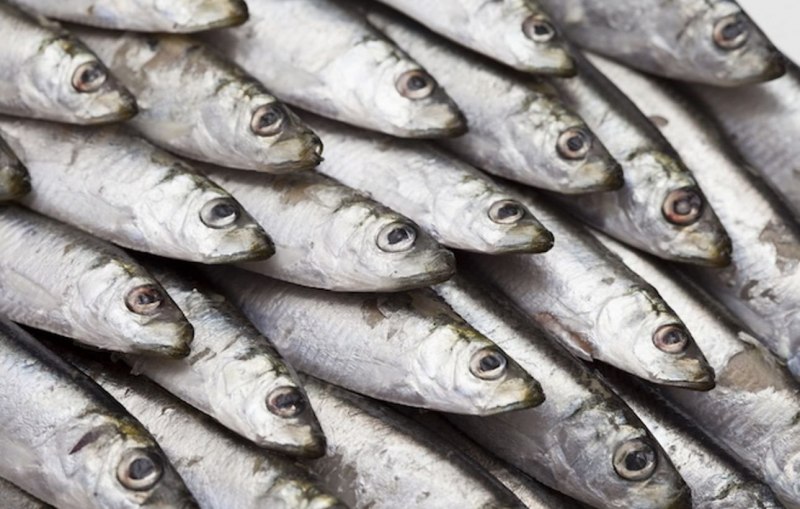 Анчоусы Промысловая рыба
