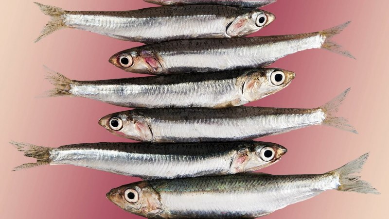 Рыбка анчоус