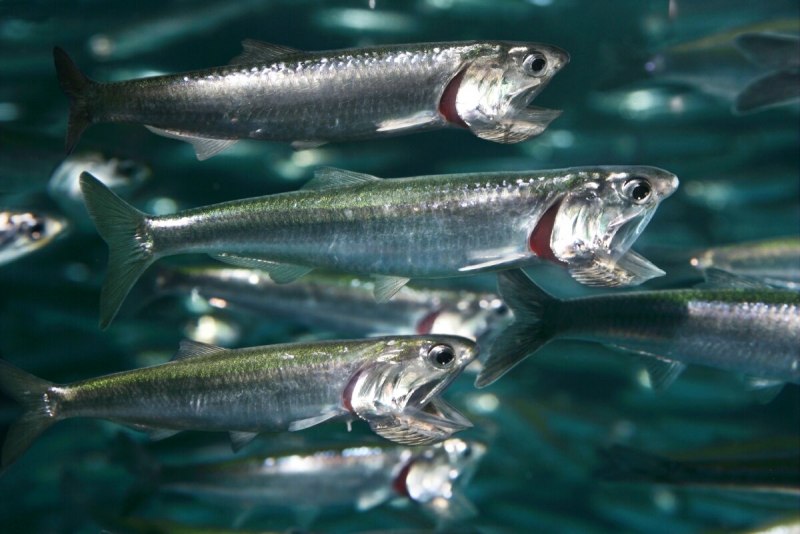 Сельдеобразные сардина