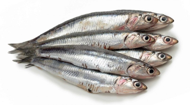 Капский анчоус