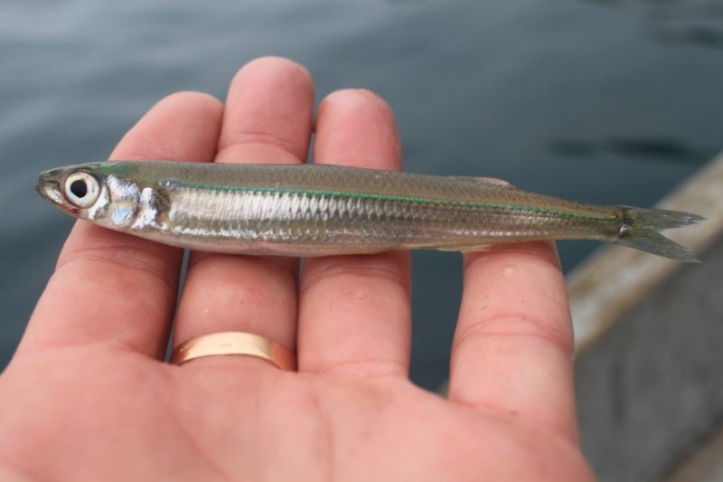 Анчоус Черноморский