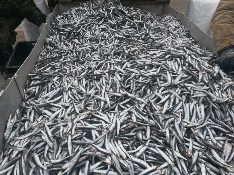 Хамса анчоус Черноморский