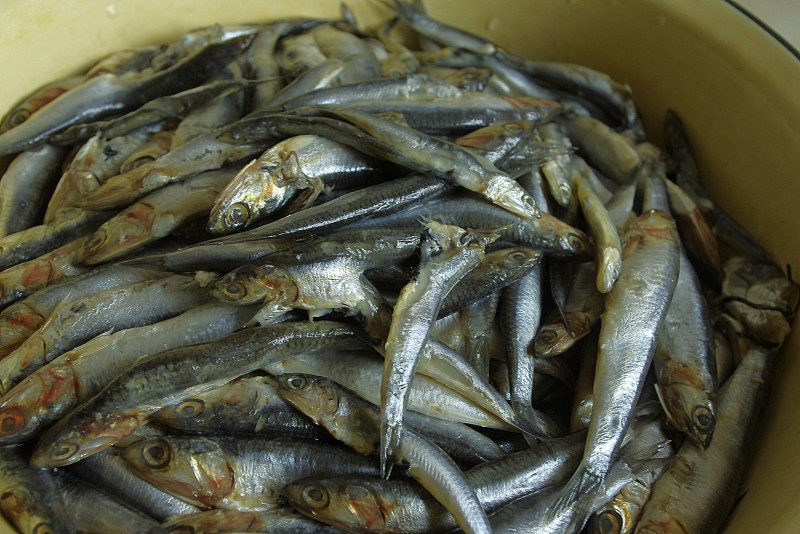 Азовская Хамса