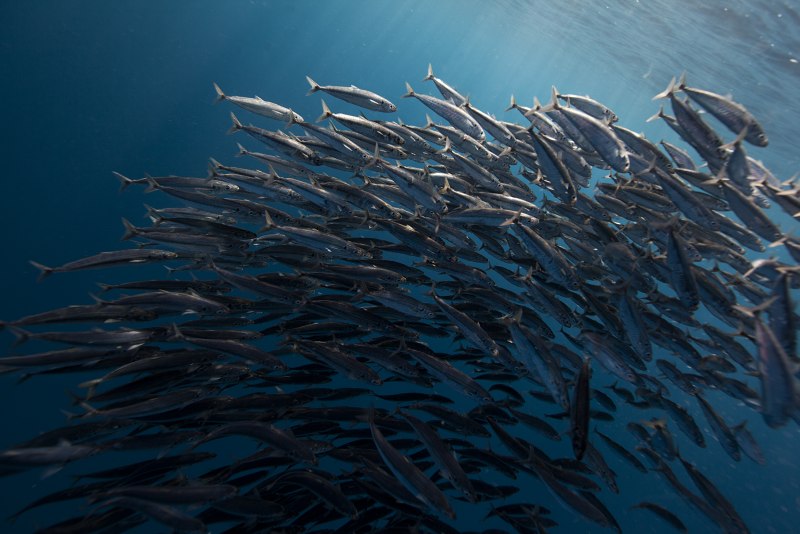 Сельдеобразные сардина