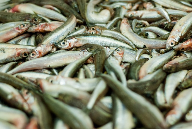 Перуанский анчоус Омега
