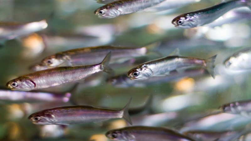 Отряд Сельдеобразные анчоусы