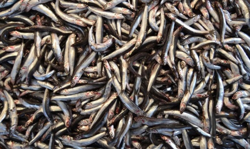 Анчоус чешуя