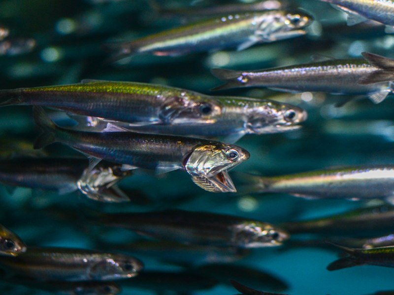 Отряд Сельдеобразные анчоусы