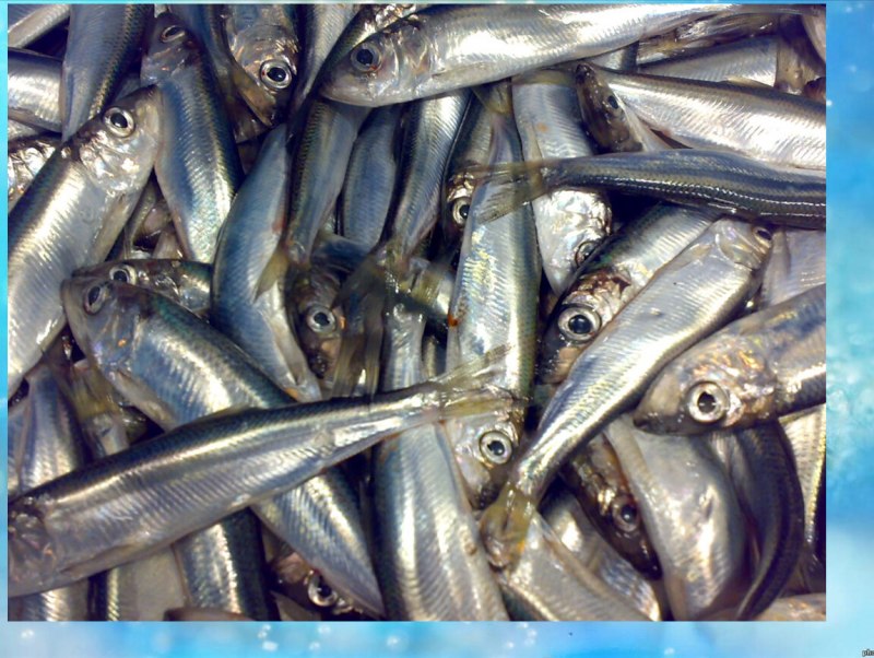 Хамса анчоус