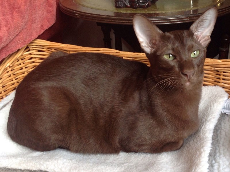 Гавана Браун кошка