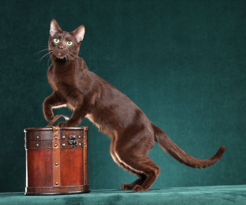 Гавана Браун котята