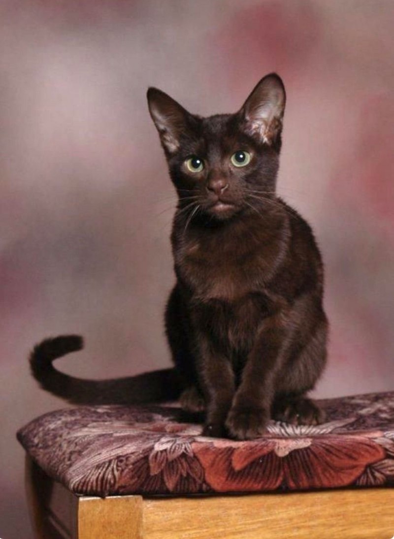 Ориентальная Гавана Браун