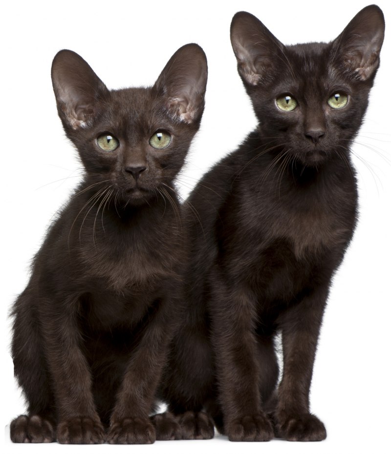 Ориентал Гавана Браун