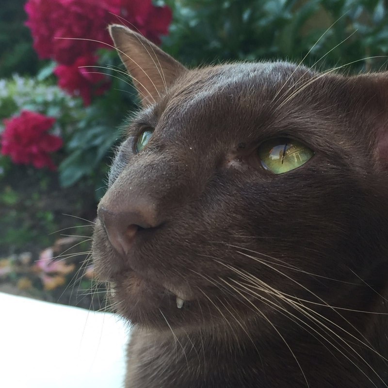 Куба Браун кот