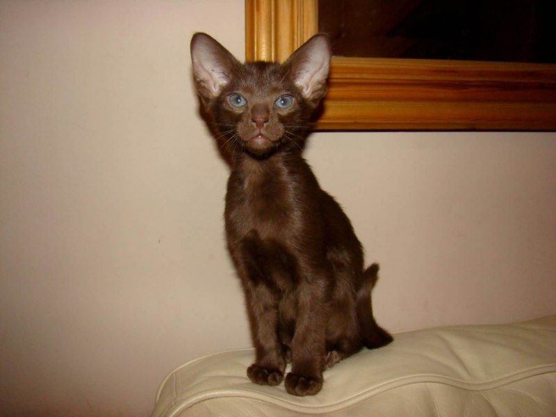 Европейская Бурма кошка