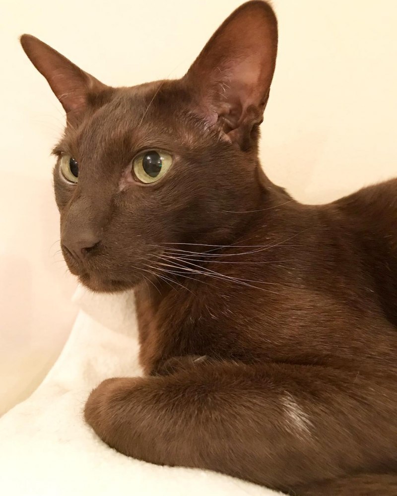 Ориентальная Гавана Браун