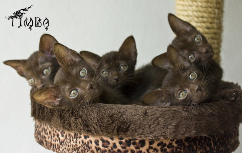 Порода кошек Гавана Браун